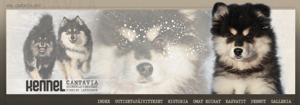 Cantavia Finnish Lapphunds